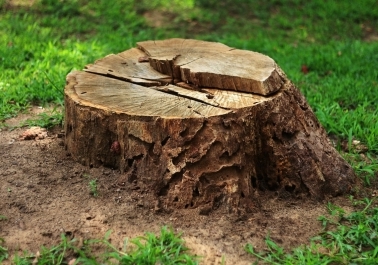 Stump Removal Services in Vancouver, WA: What You Need to Know body thumb image