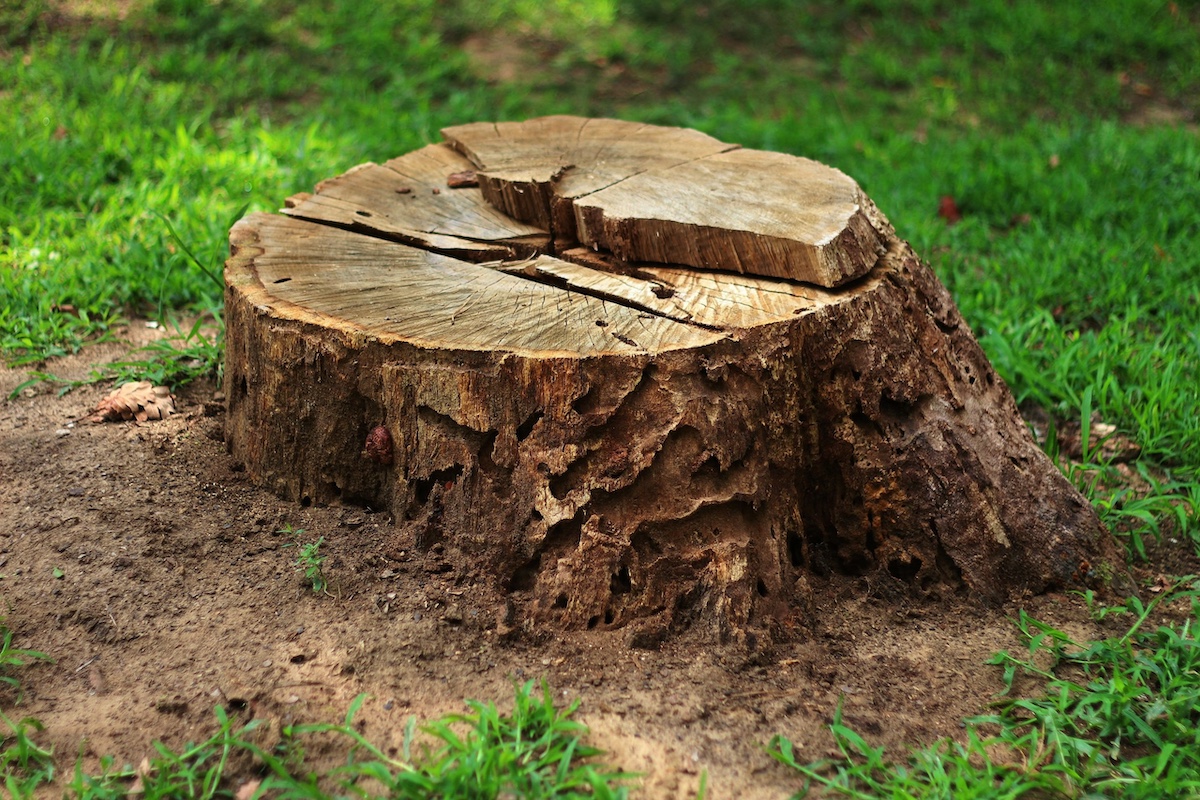 Stump Removal Services in Vancouver, WA: What You Need to Know Image